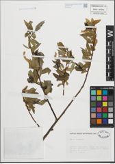 Foto von Salix fragilis L.